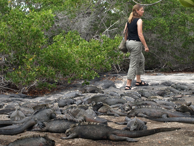 ../../Pictures/050210/077 Meerechsenteppich.JPG